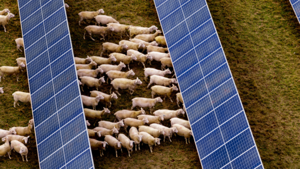 Australian Renewable Energy Market Update – January 2025
