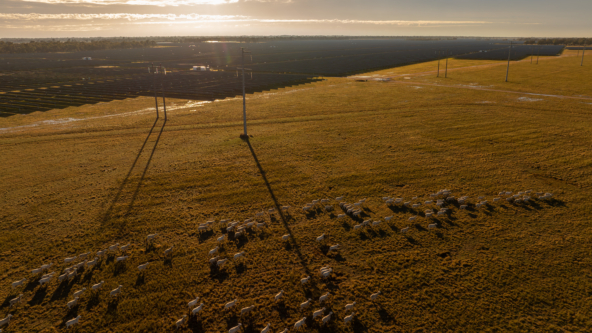 Australian Renewable Energy Market Update – December 2024